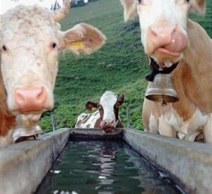 Obra abastecimiento de agua para ganado