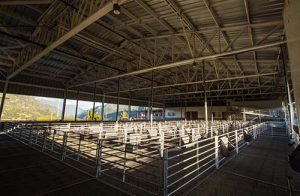 Nuevo matadero que estará en Rawson 3 Ofertas $50 millones