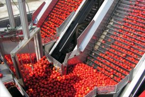 Gobierno dio el primer paso para construir la procesadora de tomate $ 150 Millones