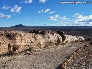 Adjudicación de obras en los Bosques Petrificado de Jaramillo Santa Cruz $146M