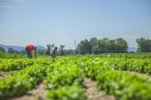 La Chacra Alimenta