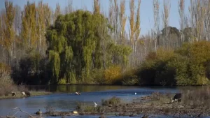 Efecto Caputo: se cayó la licitación del nuevo Paseo Costero del río Neuquén